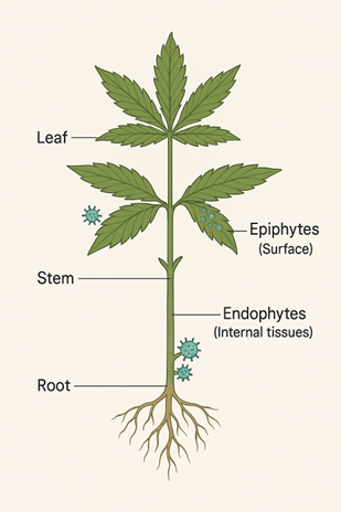 TYM Load in Cannabis, Flower Rooms, mold on cannabis, PCR, TYM