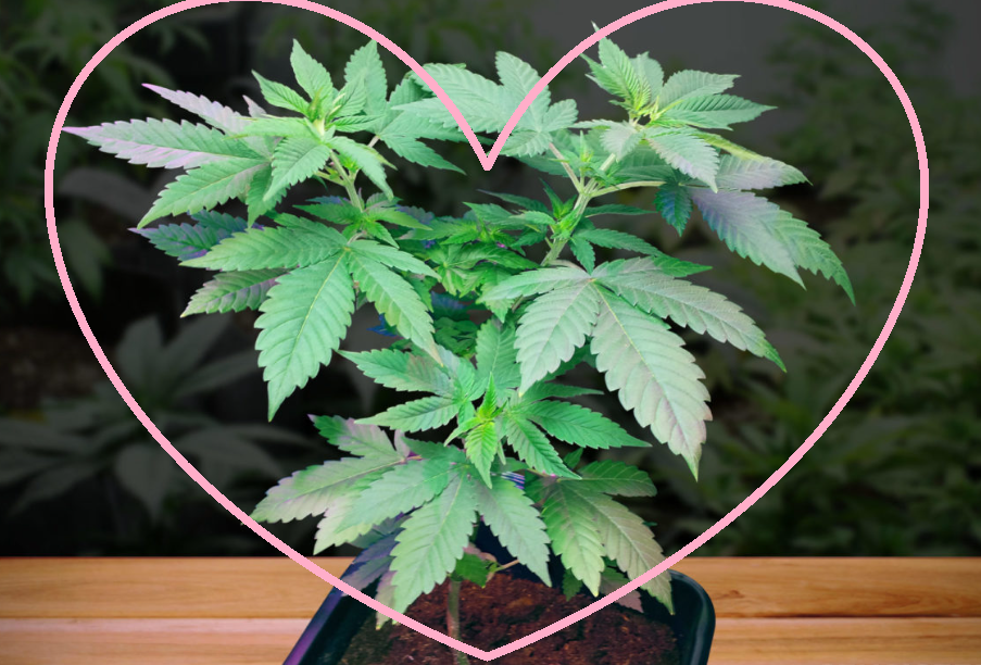 Mothers Are the Heart