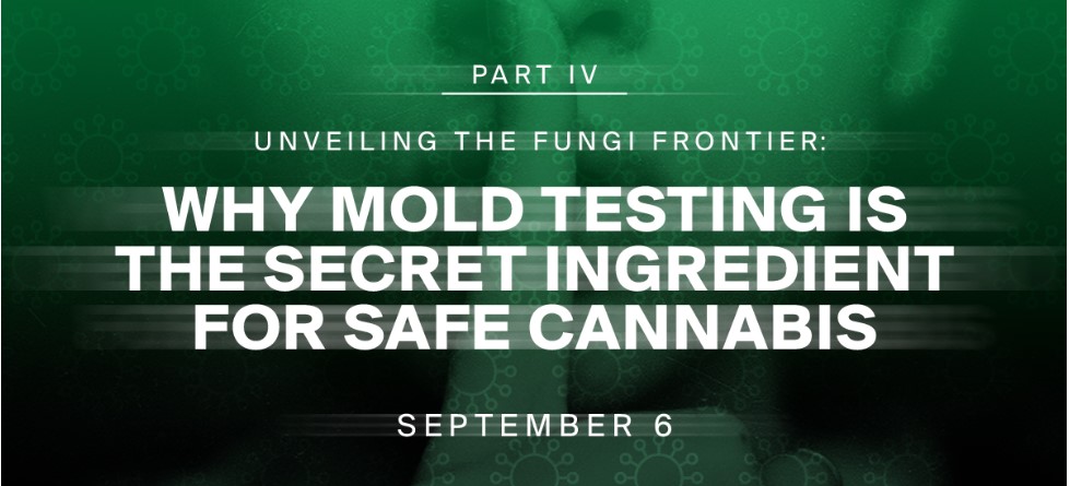 The Secret Ingredient