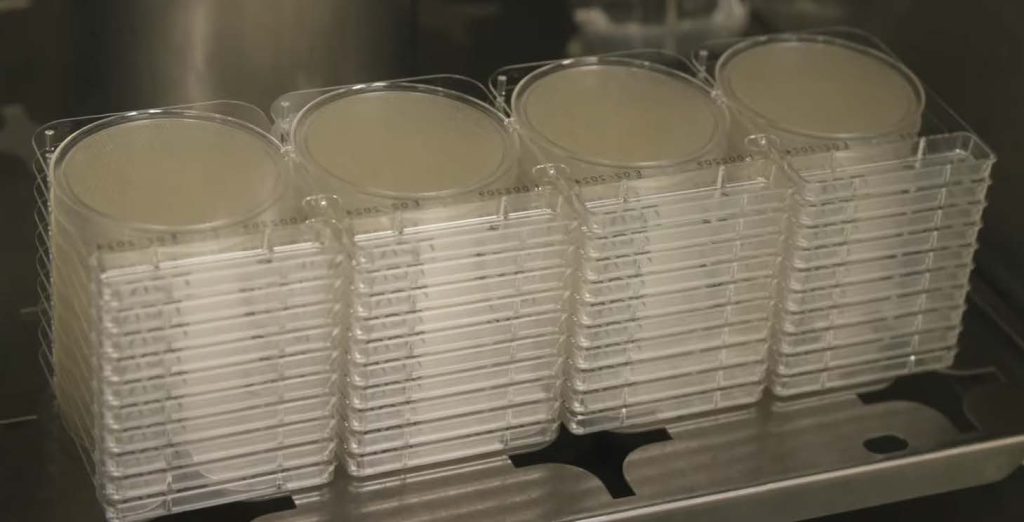 Clean cut clones, settle plates