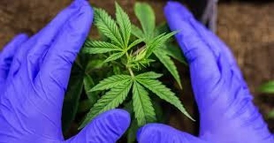 Growing Strong and Pathogen Free Plants