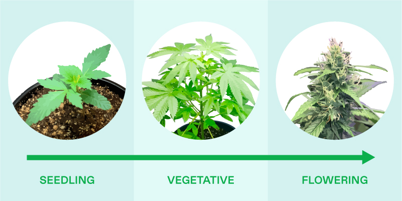 Growing Strong and Pathogen Free Plants